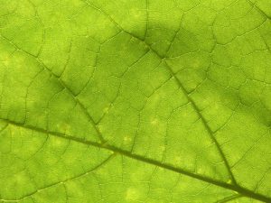 莱姆病和慢性感染:我们的有效治疗